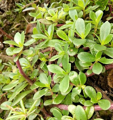 Common Purslane